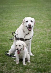 News - Puppy to guide dog image