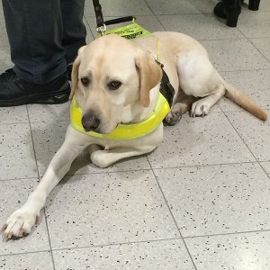 Guide Dog