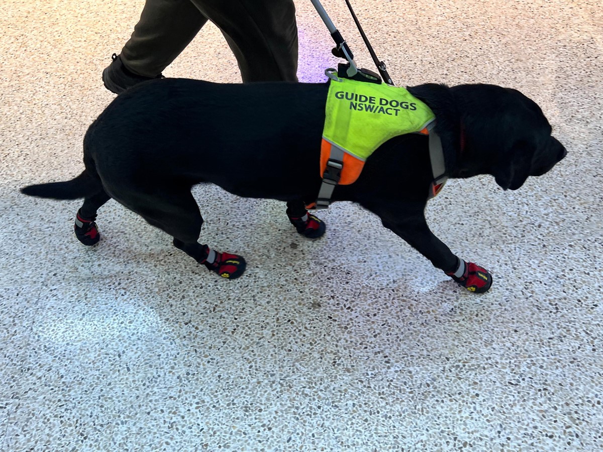 Increased fines for NSW taxis refusing assistance dogs