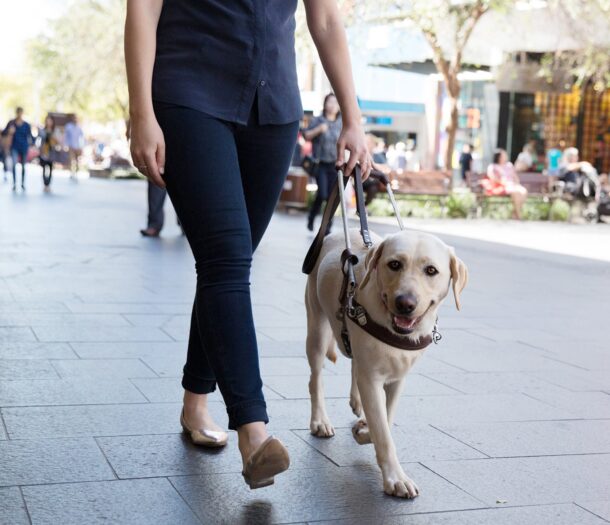 A white guide dog on a harness walking next to a person dressed in black.