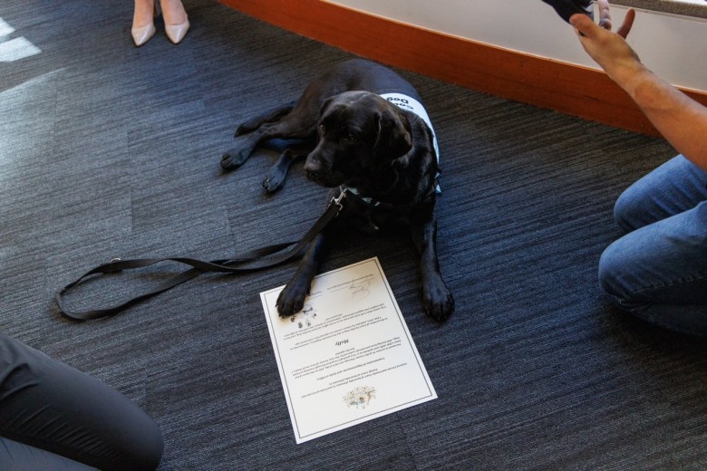 Black labrador Molly lies on a carpeted floor with a certificate.